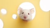 How To Get Rid of Mice — Easy Home Remedies as Inexpensive as They Are Effective: Pest Pro Reveals