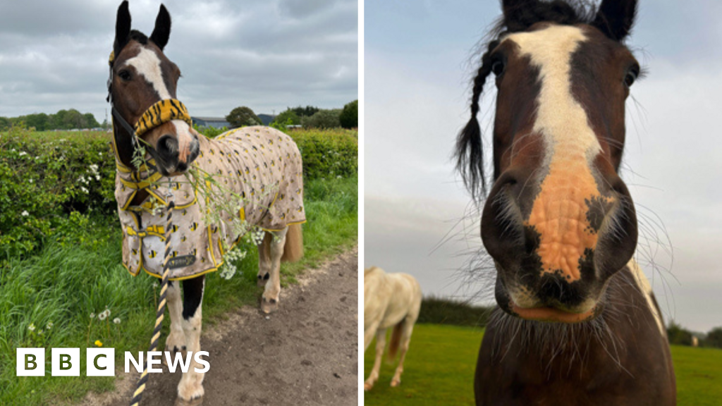 Worksop: Horse killed and mutilated in 'cruel' attack