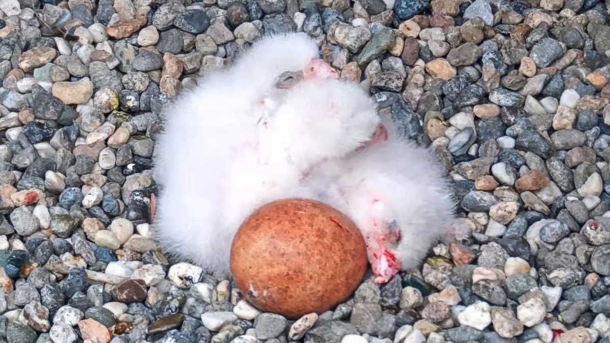 UC Berkeley celebrates latest peregrine falcon chick hatching atop Campanile tower