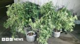 Liverpool man arrested after 20 cannabis plants found in van