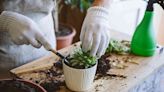 How to Repot Succulents in 6 Easy Steps, Plus When to Do It