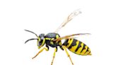 It’s a ‘big year for wasps’ in California. Here’s why and how to avoid getting stung