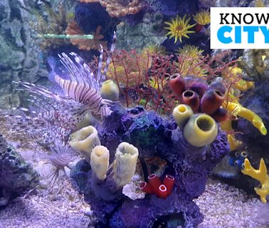 Know Your City: Cubbon Park aquarium revamped, re-opened as Namma Bengaluru Aquarium