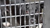 California dog shelter blocks people from adopting if they back gun ownership