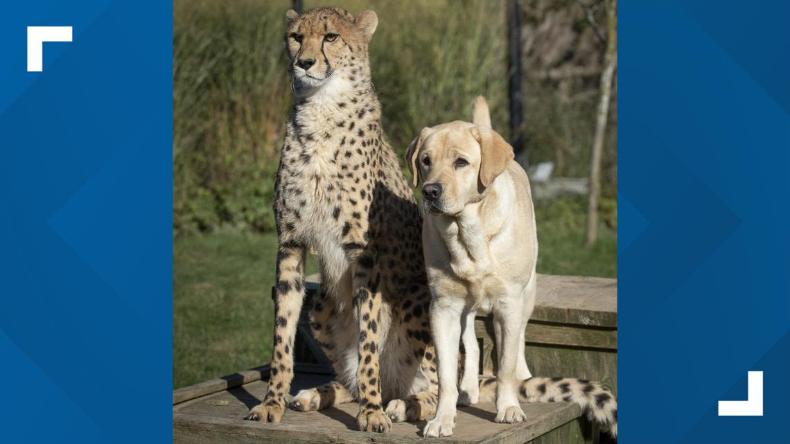 'A symbol of resilience': Columbus Zoo mourns loss of cheetah whose best companion was Labrador retriever