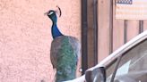 Unwelcome pests? Pet peacocks running rampant in one Phoenix neighborhood