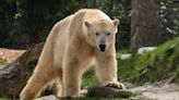 悲劇！誤闖露營區致女遊客輕傷 北極熊遭安樂死
