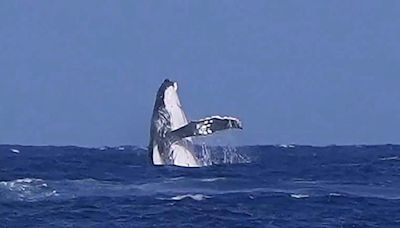 Whale, whale, whale, what do we have here? See an unforgettable cameo during Olympic surfing event