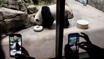 Dos pandas viajan camino a San Diego desde China en el primer nuevo préstamo a Estados Unidos en 20 años