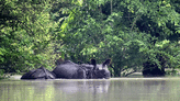 Assam flood situation deteriorates, 16.50 lakh people affected in 29 districts