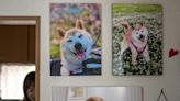 Durch Internet-Meme weltberühmt gewordener Hund Kabosu in Japan gestorben