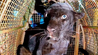 Maharashtra: Black panther rescued in Ratnagiri