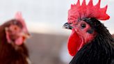 WHO: Man in Mexico is first known fatal case of H5N2 bird flu variant