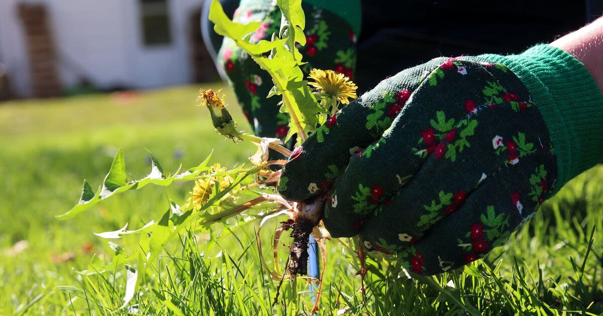 Get rid of weeds for good with Alan Titchmarsh's five effective methods