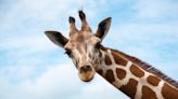 Annoyed Giraffe Timidly ‘Whacks’ Herd Mate at Potawatomi Zoo