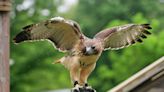 Kentucky lawmaker wants to drop penalties for killing hawks. Conservation groups not happy