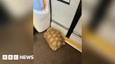 Tortoise on tracks causes rail delays between Ascot and Bagshot