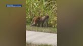 Dad spots monkey roaming around school while picking up daughter in Florida