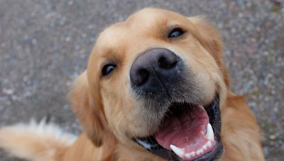 Golden Retriever Known as USA Gymnastics’ ‘Goodest Boy’ Is Capturing Hearts Everywhere