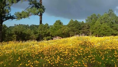 Así es el bosque en Jalisco perfecto para subir fotos a Instagram y grabar tiktoks