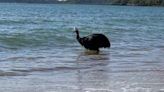 "World's most dangerous bird" emerges from ocean, stunning onlookers