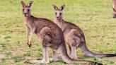 More than 80 kangaroos shot, hit by cars, prompting Australian investigation - National | Globalnews.ca