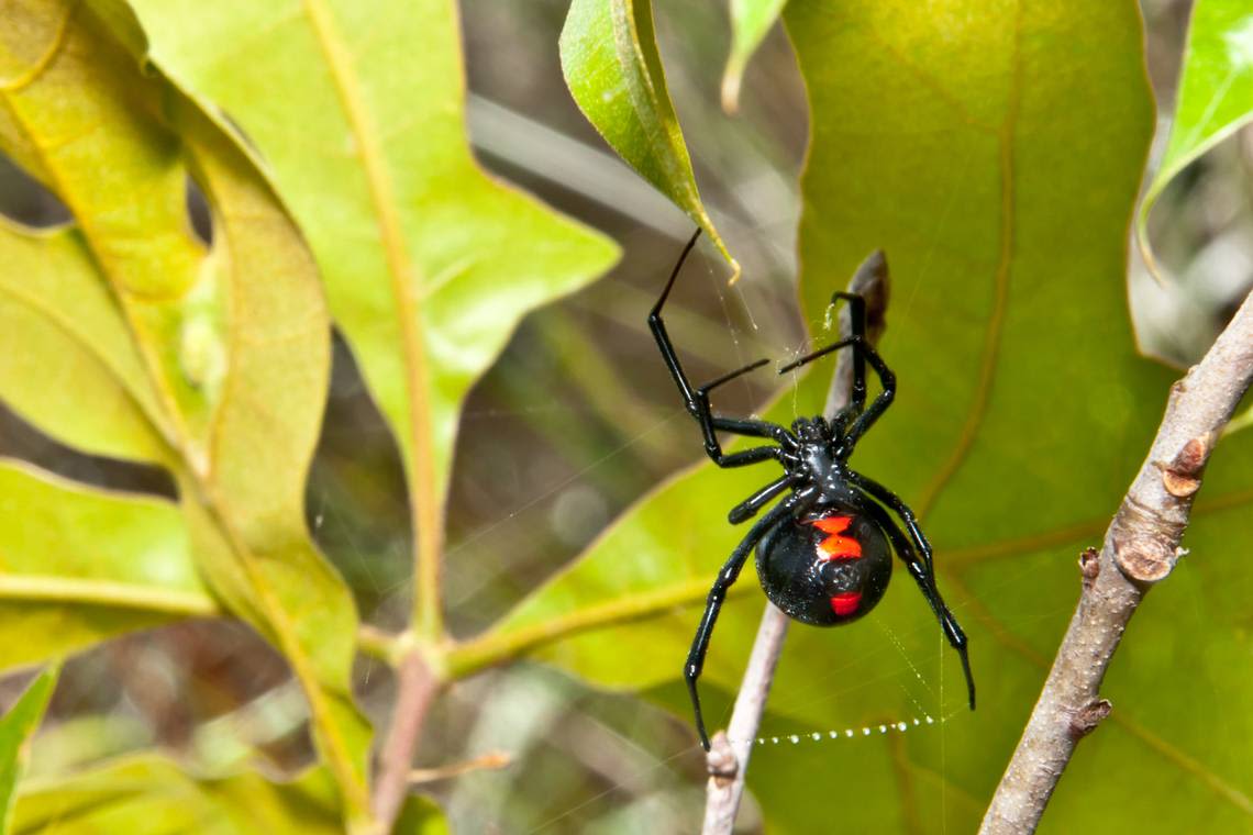 Here’s how to tell if a venomous SC spider bit you and how to treat yourself if you were