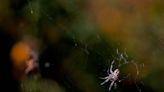 Think you’re seeing more spiders in the Tri-Cities? Here’s why, says WA spider expert