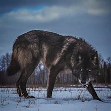 🔥 Giant black wolf in defense mode 🔥 : r/NatureIsFuckingLit