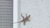 African lizard thrives in Central Florida