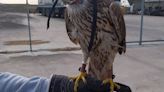 Investigado por utilizar un ave rapaz sin autorización para cazar furtivamente en la Albufera de València