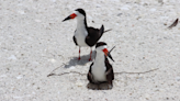 Helping Florida's threatened shorebird population during nesting season