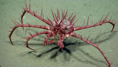 What is the 3 million-acre national monument under the Atlantic off Cape Cod?