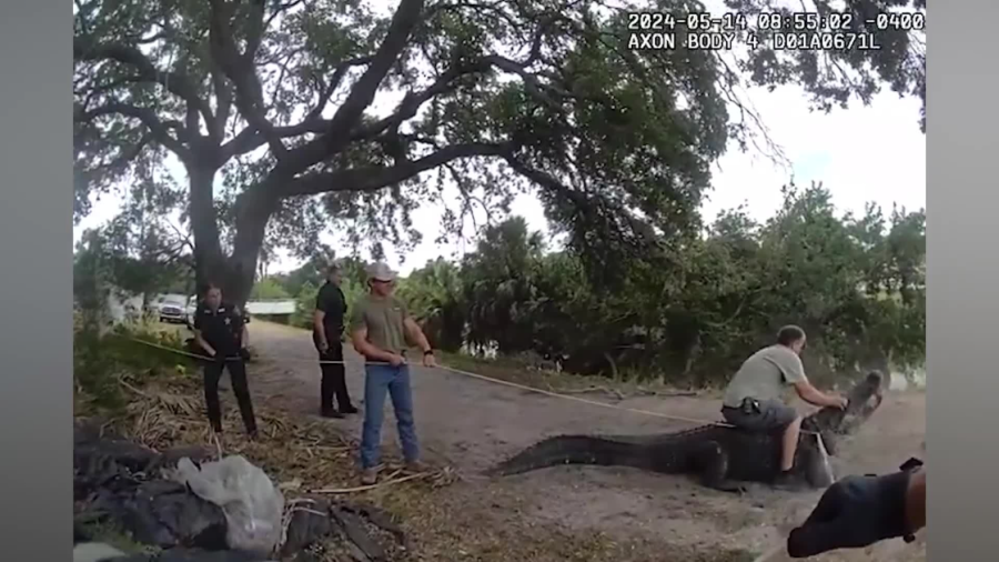 WATCH: Giant alligator spotted marching along same Pinellas pathway kids take to school