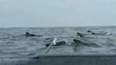 Video: un hombre navegaba solo en el océano Atlántico y fue rodeado por una manada de ballenas