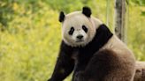 New giant pandas to arrive at Smithsonian's National Zoo by the end of the year - UPI.com