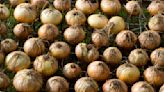 Onion growing problems – 8 common issues and expert tips for how to avoid them