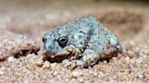 Call of an elusive toadlet finally recorded after 43 years