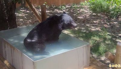 壽山動物園這「夏」熱鬧了 全台12歲以下兒童免費入園