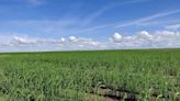Saskatchewan crops in good condition overall: report | Globalnews.ca
