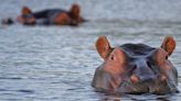 La triste (mais incroyable) histoire des hippopotames de Pablo Escobar