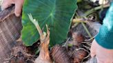 How to Plant Elephant Ear Bulbs Correctly for a Tropical Garden Oasis