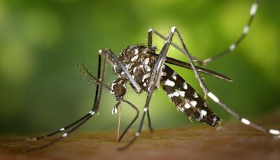 ¡Cuidado con el mosquito tigre! estas son las enfermedades que puede contagiar y por esto debes avisar si te pica