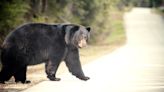 Security Footage Captures Bear Attacking Guard in Colorado Hotel Kitchen