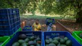 Mexican avocados shipped for Super Bowl named in complaint