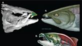 Scientists Discover Giant, Prehistoric Salmon With Tusk-Like Teeth