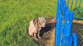 Starving dog left tied to railings in park | ITV News