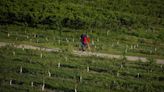 Chefs mourn for B.C.‘s peaches but adapt to stone fruit wipeout