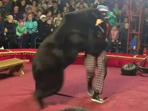 World's worst circuses where bears are beaten until they launch snap & attack