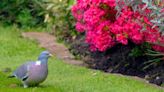 Stop pigeons from entering your garden with one junk item they see as dangerous